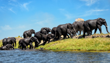 Ein eindrucksvolles Erlebnis: Elefantenbeobachtung bei der Flussdurchquerung