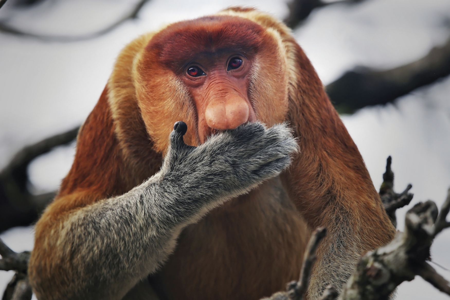 Malaysia Rundreise H Hepunkte Borneos Ikarus Tours