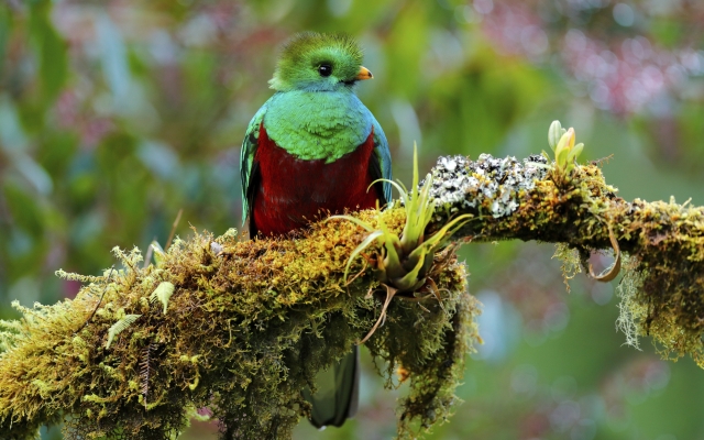 Der sagenumwobene Göttervogel Quetzal 